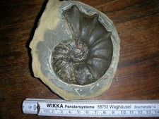 fossilien tierfossilien Ceratites Muschelkalk