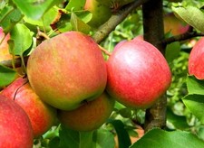 CHAMPION Apfelbaum im Topf