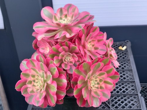 Aeonium pink witch - aeonium,
