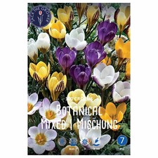 Lefeber Blumenzwiebeln Botanischer Krokus Mix I (25 Stück)