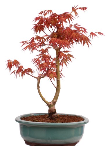Bonsai acer palmatum - acer,