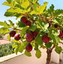 2 winterharte rote Feigen-Bäume schnellwüchsige exotische Pflanzen im den Garten