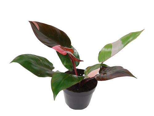 Philodendron pink princess - 'pink, princess'