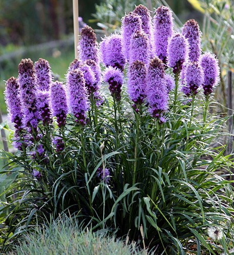 Super blumen samen winterharte - super,