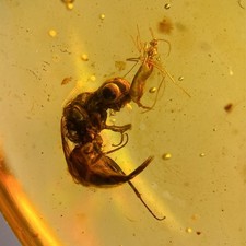 WASP mit UNBEKANNTEM in Burmesisch / Burmit Bernstein Fossil / 100% Echtbernstein 