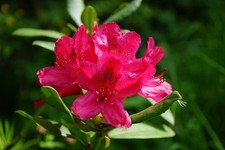 Rhododendron Stecklinge rot winterharte Pflanzen Blumen für den Garten
