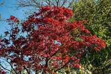Acer palmatum Atropurpureum / Roter Fächerahorn - Ahornbaum für den Garten