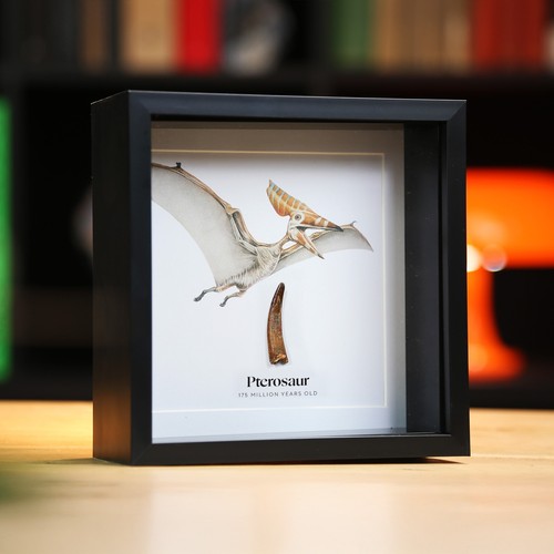 Gerahmter pterodaktyl zahn - gerahmter, &