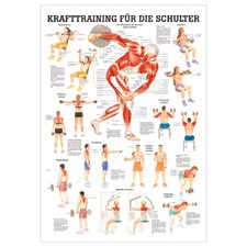 Anatomisches Mini-Poster "Krafttraining Schulter", LxB 34x24 cm