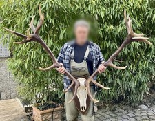 Hirschgeweih 26-Ender
