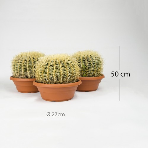 Pflanze echinocactus - ,