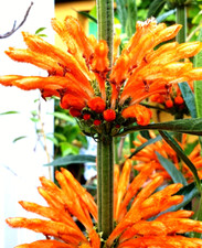 Löwenohr, Leonotis Wild Dagga, afrikanisch, Löwenohr (Leonotis Leonurus), BIO