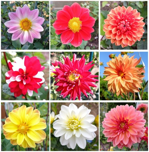 Dahlien samen set mix - samen,