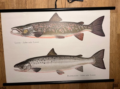 Lachs fisch fische - , rollkarte