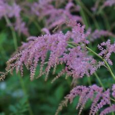  Prachtspiere Astilbe Thunbergii-Hybr. 'Straußenfeder' - Staude
