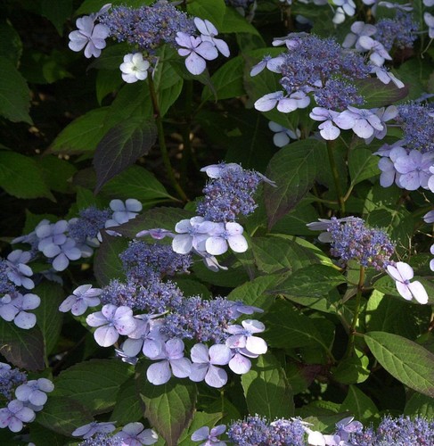 Teller hortensie bluebird - hortensie,