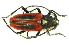COLEOPTERA, CERAMBYCIDAE