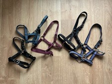 Halfter Lot 5 Stück Fohlen