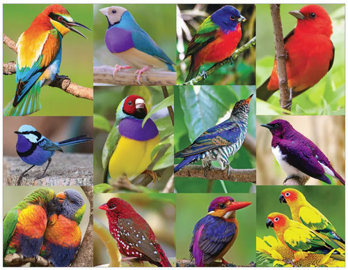 Paradiesvögel 500 teiliges - paradiesvögel, 500-teiliges