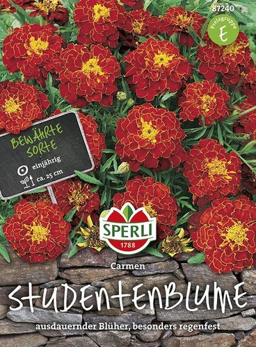 Tagetes studentenblume carmen - tagetes,