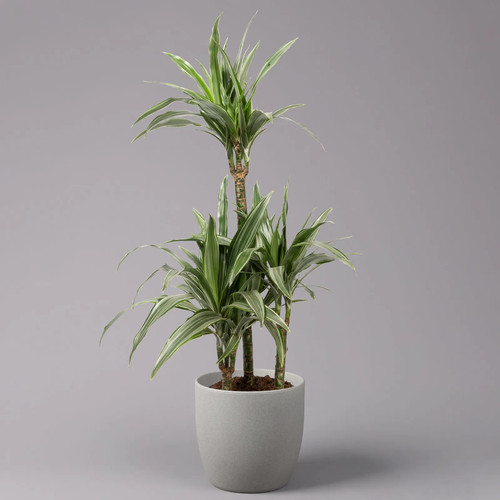 Duftender drachenbaum - duftender,