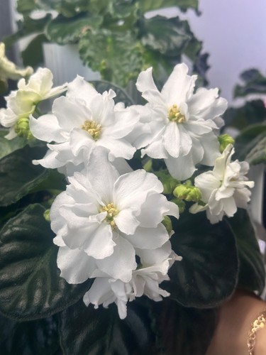 African violet swetloe - african, violet(ek-swetloe