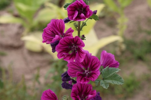 500 samen wilde malve - malve, malva