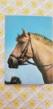 Pferd AK, Pferdepostkarte, Fjordpferd, teNeues, ungelaufen