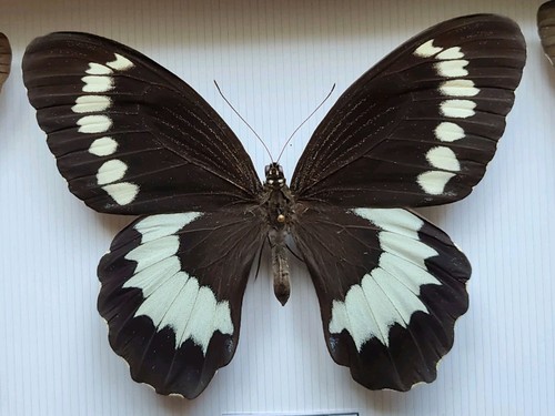 Papilio weymeri männlich - ,