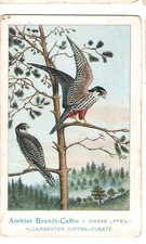 Brandt - Kaffee / älteres Kaufmannsbild / Vögel / Baumfalke / Foto