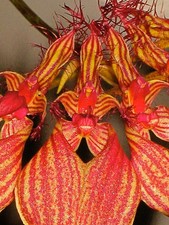 Bulbophyllum rothschildianum Hybride blühfähig Orchidee Orchideen Vanda