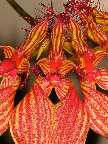 Bulbophyllum rothschildianum