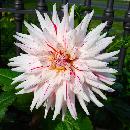 Dahlien - ,
