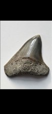 Megalodon zahn - megalodon, –