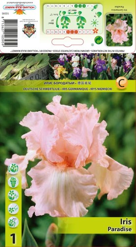 Iris germanica paradise - iris, rhizom