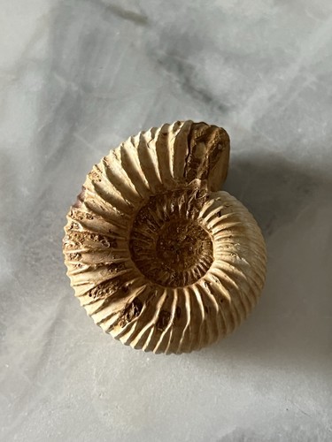 Ammonit fossil versteinerung - fossil,