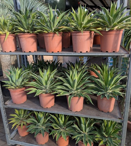 Agaven desmetiana variegata - desmetiana,