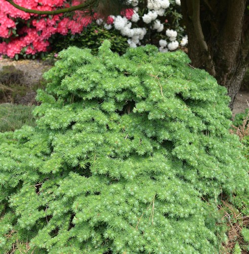Japanische lärche little - japanische,