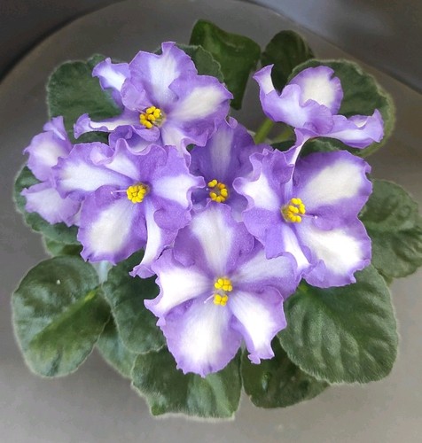 African violet saintpaulia - /,