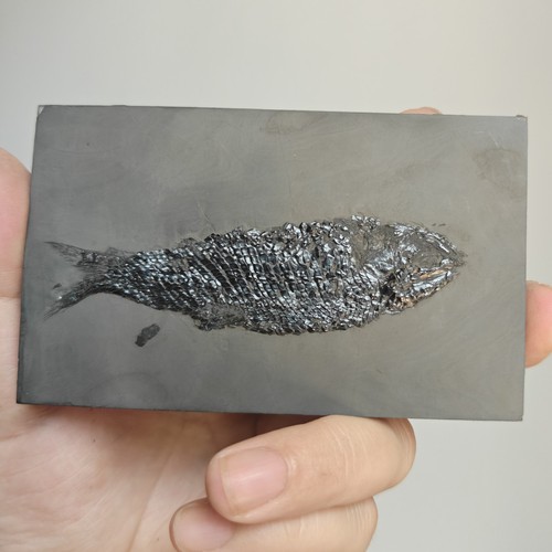 Sinamia fischfossil kreidezeit - sinamia,