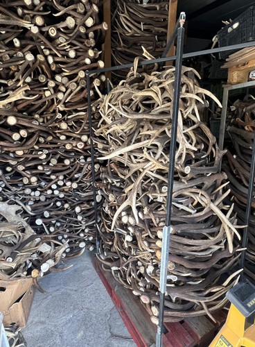 Hirschgeweihe großhandel - hirschgeweihe,