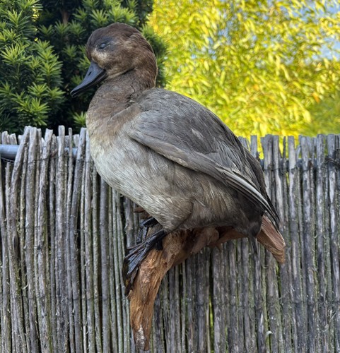 Schönes tierpräparat ente - schönes, tierpräparat,