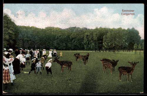 Hannover tiergarten damwild - hannover,, tiergarten,