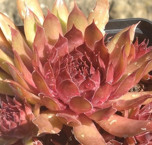 Sempervivum medea - ", (rus)