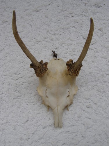 Geweih damwild spieser - ,