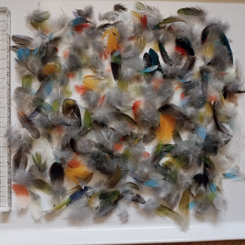100x kleine sittich papagei - 100x,