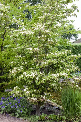 Cornus kousa teutonia - kousa, 'teutonia'