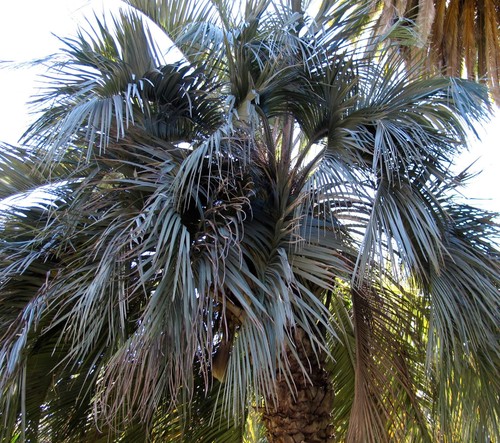 Butia capitata seeds samen - capitata, |