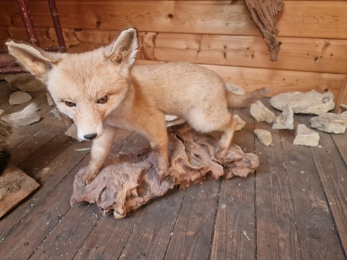 Tierpräparat fuchs - tierpräparat,
