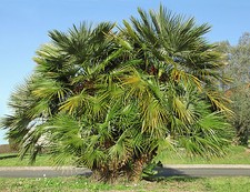 SAMEN Terrasse Balkon